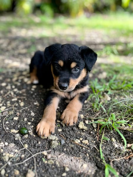 Aïta, femelle Xberger, née le 01/09/2025 🐶