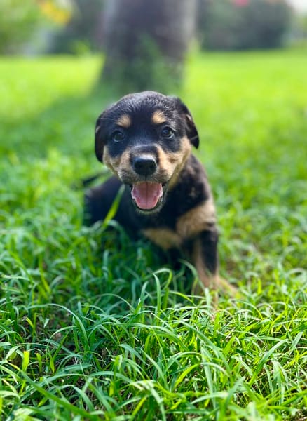 Aïta, femelle Xberger, née le 01/09/2025 🐶