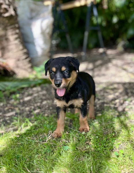 Aïta, femelle Xberger, née le 01/09/2025 🐶