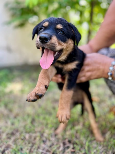 Aïta, femelle Xberger, née le 01/09/2025 🐶