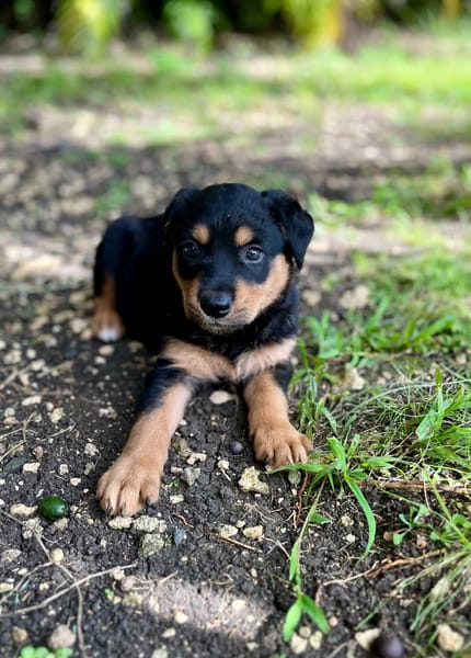 Aïta, femelle Xberger, née le 01/09/2025 🐶