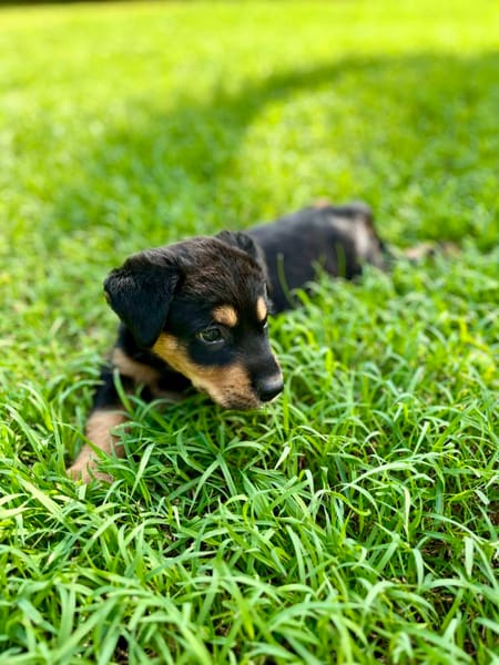 Aïta, femelle Xberger, née le 01/09/2025 🐶