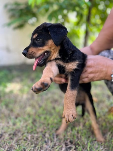 Aïta, femelle Xberger, née le 01/09/2025 🐶
