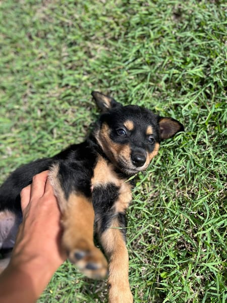 Aïta, femelle Xberger, née le 01/09/2025 🐶