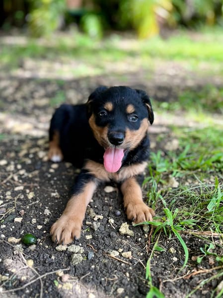 Aïta, femelle Xberger, née le 01/09/2025 🐶