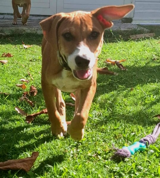 Aéla, femelle croisée berger, née le 15/06/2025 🐶