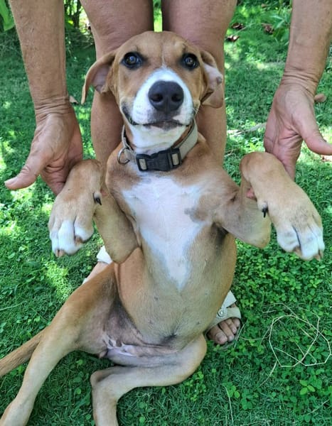Aéla, femelle croisée berger, née le 15/06/2025 🐶