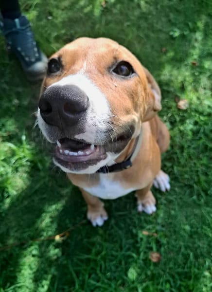 Aéla, femelle croisée berger, née le 15/06/2025 🐶