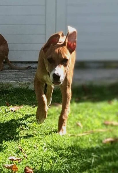 Aéla, femelle croisée berger, née le 15/06/2025 🐶