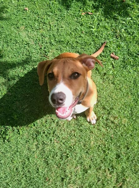 Aéla, femelle croisée berger, née le 15/06/2025 🐶