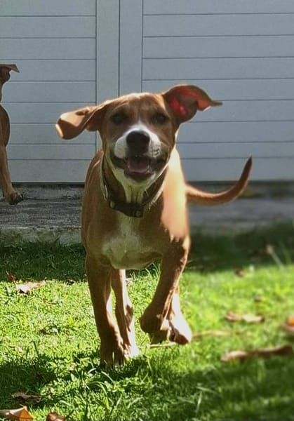 Aéla, femelle croisée berger, née le 15/06/2025 🐶