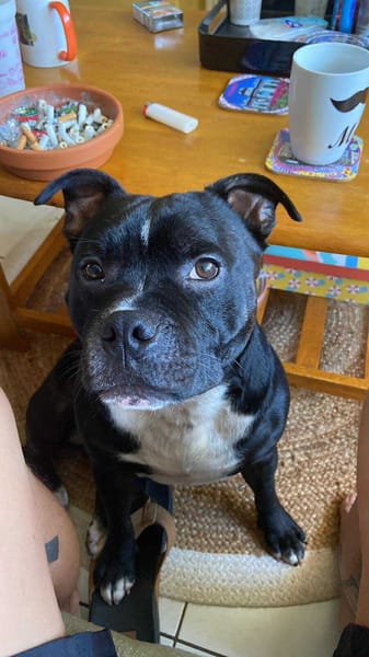 Rasta Rocquet, l'adorable toutou