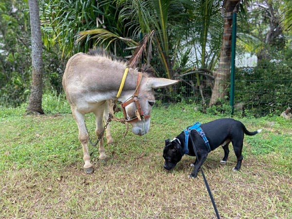 Rasta Rocquet, l'adorable toutou