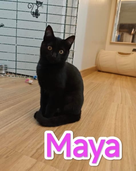 Maya