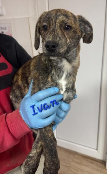 IVAN - Familienanschluss gesucht...