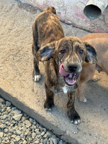 IVAN - Familienanschluss gesucht...