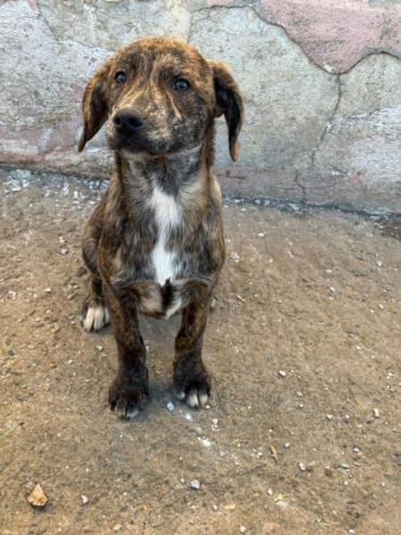 IVAN - Familienanschluss gesucht...