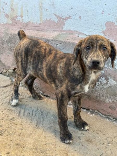 IVAN - Familienanschluss gesucht...