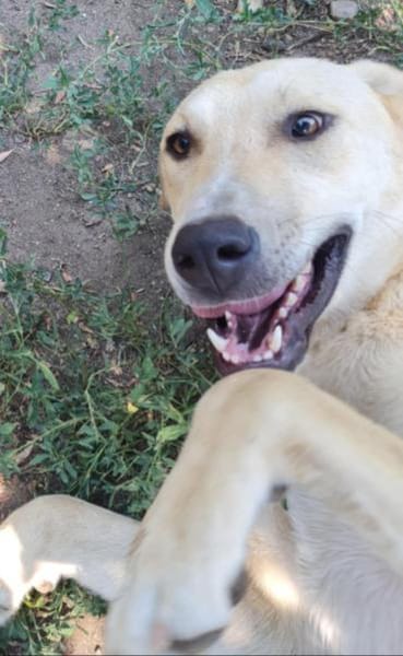 LOLA -  sucht ihr -Zuhause für immer-