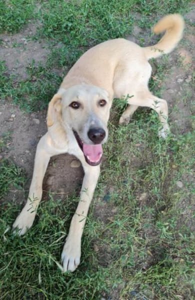 LOLA -  sucht ihr -Zuhause für immer-