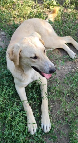 LOLA -  sucht ihr -Zuhause für immer-