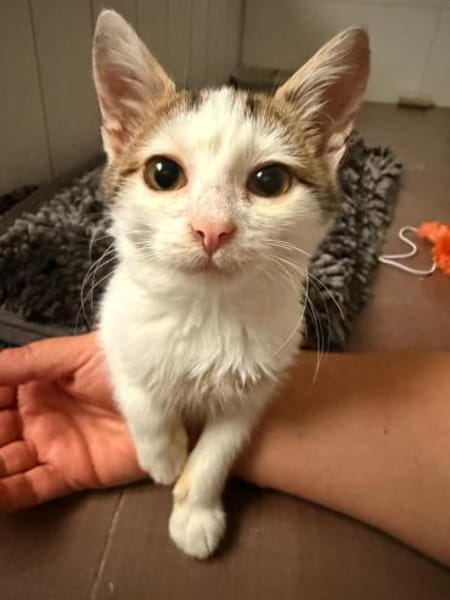 🐾 Schmusekater Luigi sucht ein Zuhause