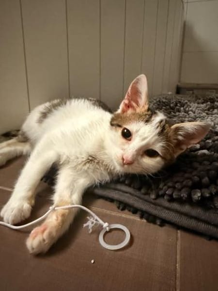 🐾 Schmusekater Luigi sucht ein Zuhause