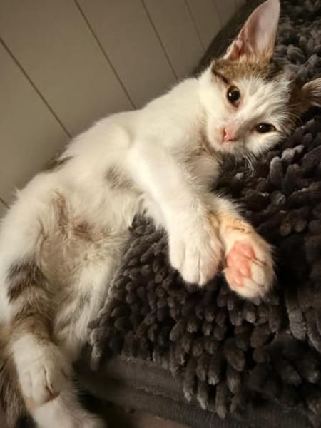 🐾 Schmusekater Luigi sucht ein Zuhause