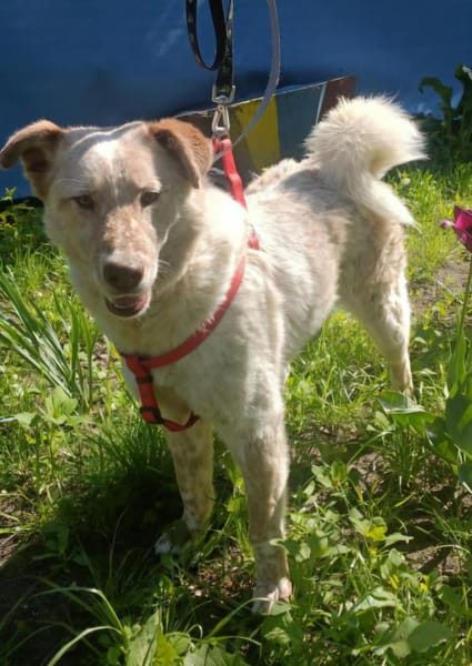 Sasha - sucht seinen Platz für's Leben