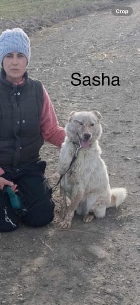 Sasha - sucht seinen Platz für's Leben