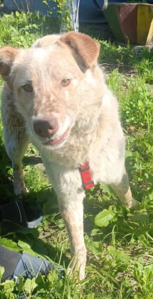 Sasha - sucht seinen Platz für's Leben