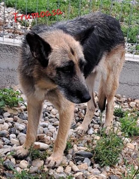 FRUMOASA sucht ihr Zuhause