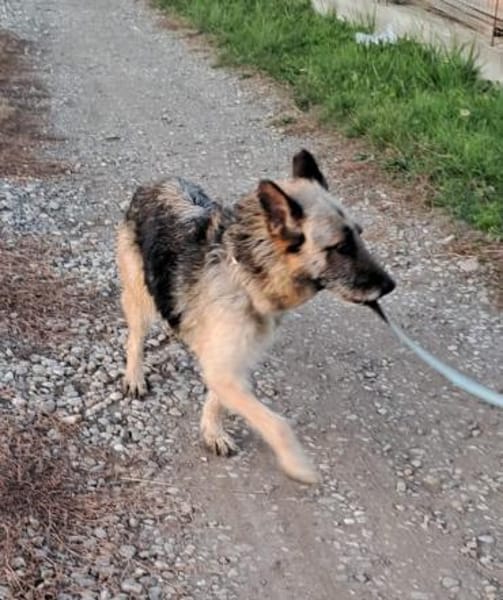 FRUMOASA sucht ihr Zuhause