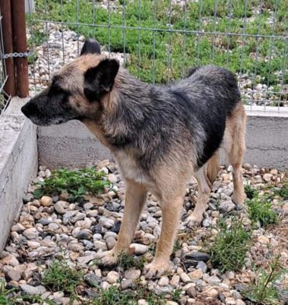 FRUMOASA sucht ihr Zuhause