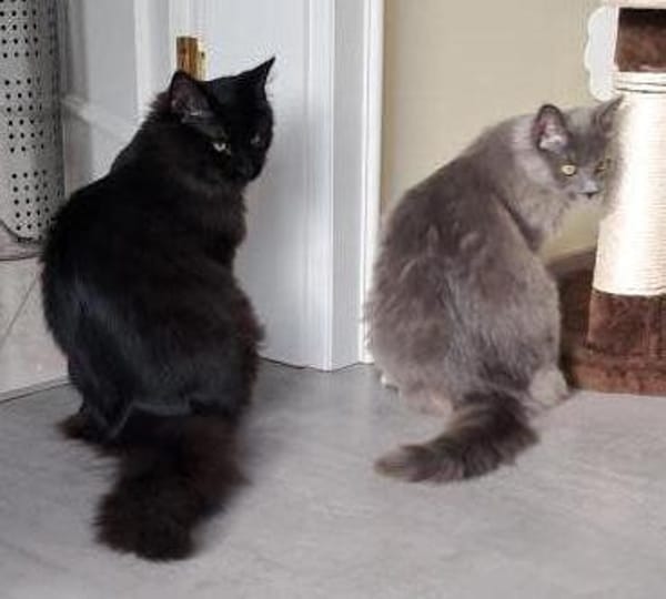 Liebevolles Zuhause gesucht