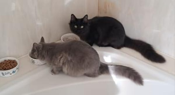 Liebevolles Zuhause gesucht