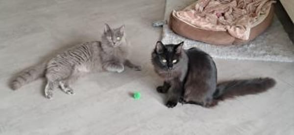 Liebevolles Zuhause gesucht