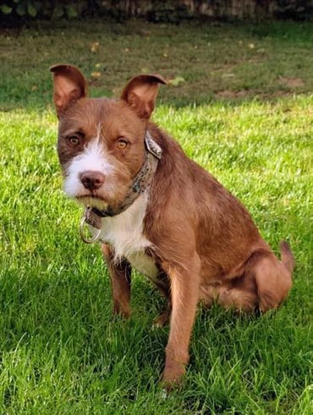 Powermaus Bella sucht ein Zuhause