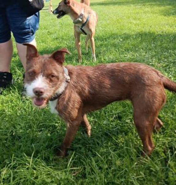 Powermaus Bella sucht ein Zuhause