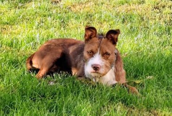 Powermaus Bella sucht ein Zuhause