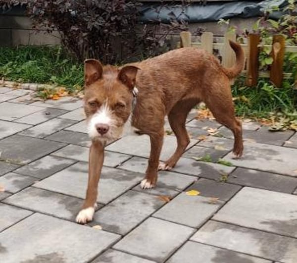 Powermaus Bella sucht ein Zuhause