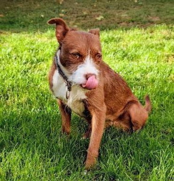 Powermaus Bella sucht ein Zuhause