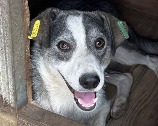 SILVER-liebenswerter Jung-Rüde, 49 cm