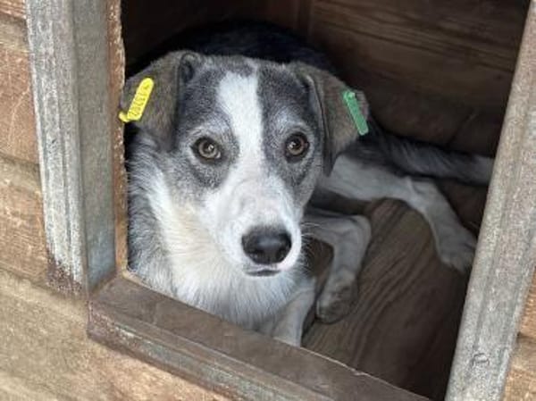 SILVER-liebenswerter Jung-Rüde, 49 cm
