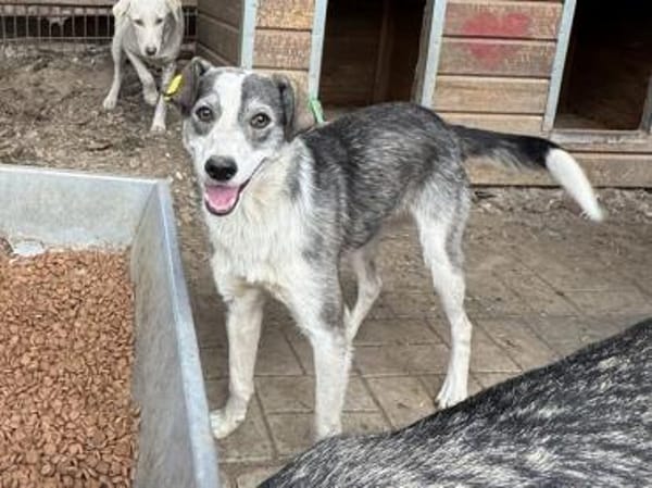 SILVER-liebenswerter Jung-Rüde, 49 cm