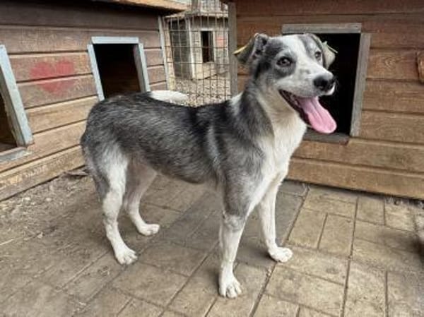 SILVER-liebenswerter Jung-Rüde, 49 cm