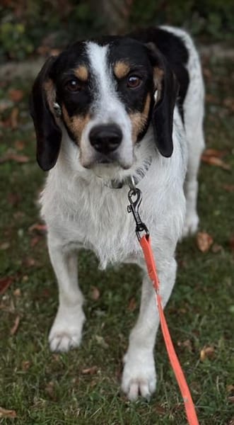 Urmel, geb. ca. 08/2024, 37075 Göttingen