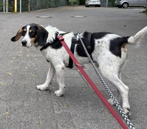 Urmel, geb. ca. 08/2024, 37075 Göttingen