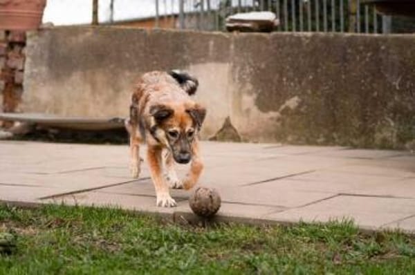 STEFANO * charmanter Aufpasser