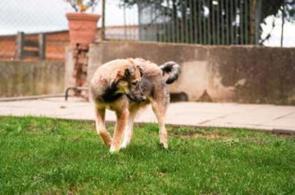 STEFANO * charmanter Aufpasser